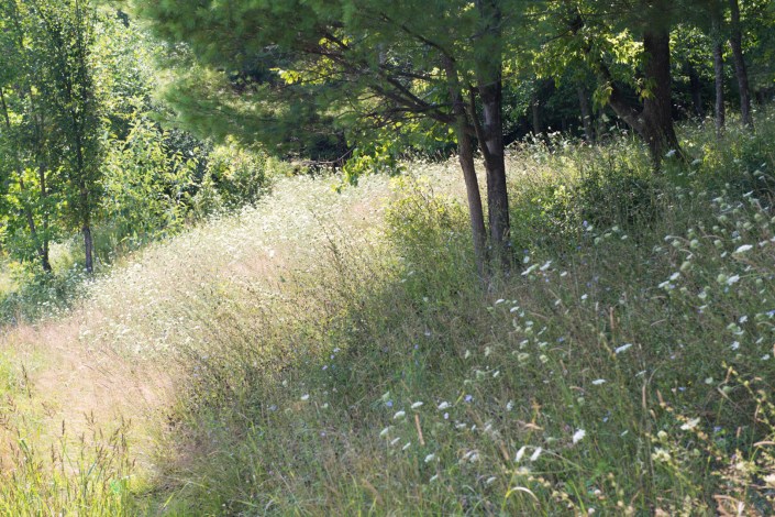 169 Langlois Frederick - lumière au sous-bois (1 of 1).JPG