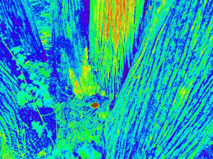 Blue cedar egg photo credit Louise de la Gorgendiere